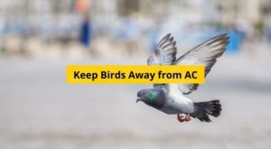 keep birds away from ac featured image