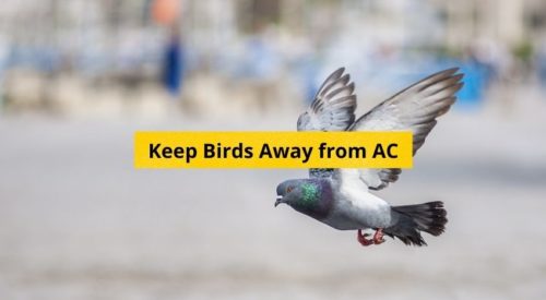 How to keep birds away from Air Conditioner