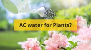 AC water for Plants featured image