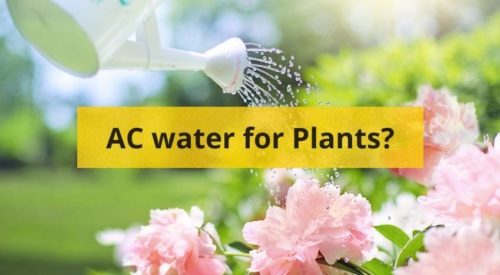 Is AC water good for Plants
