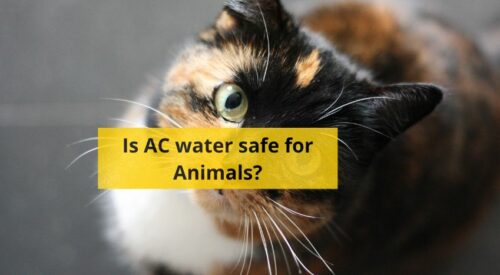 Is Air Conditioner water safe for animals